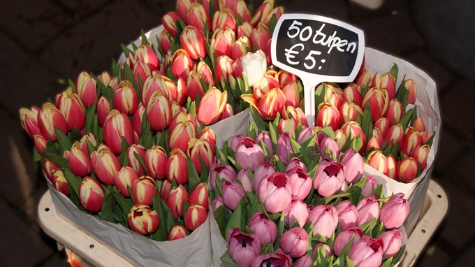 tulip price